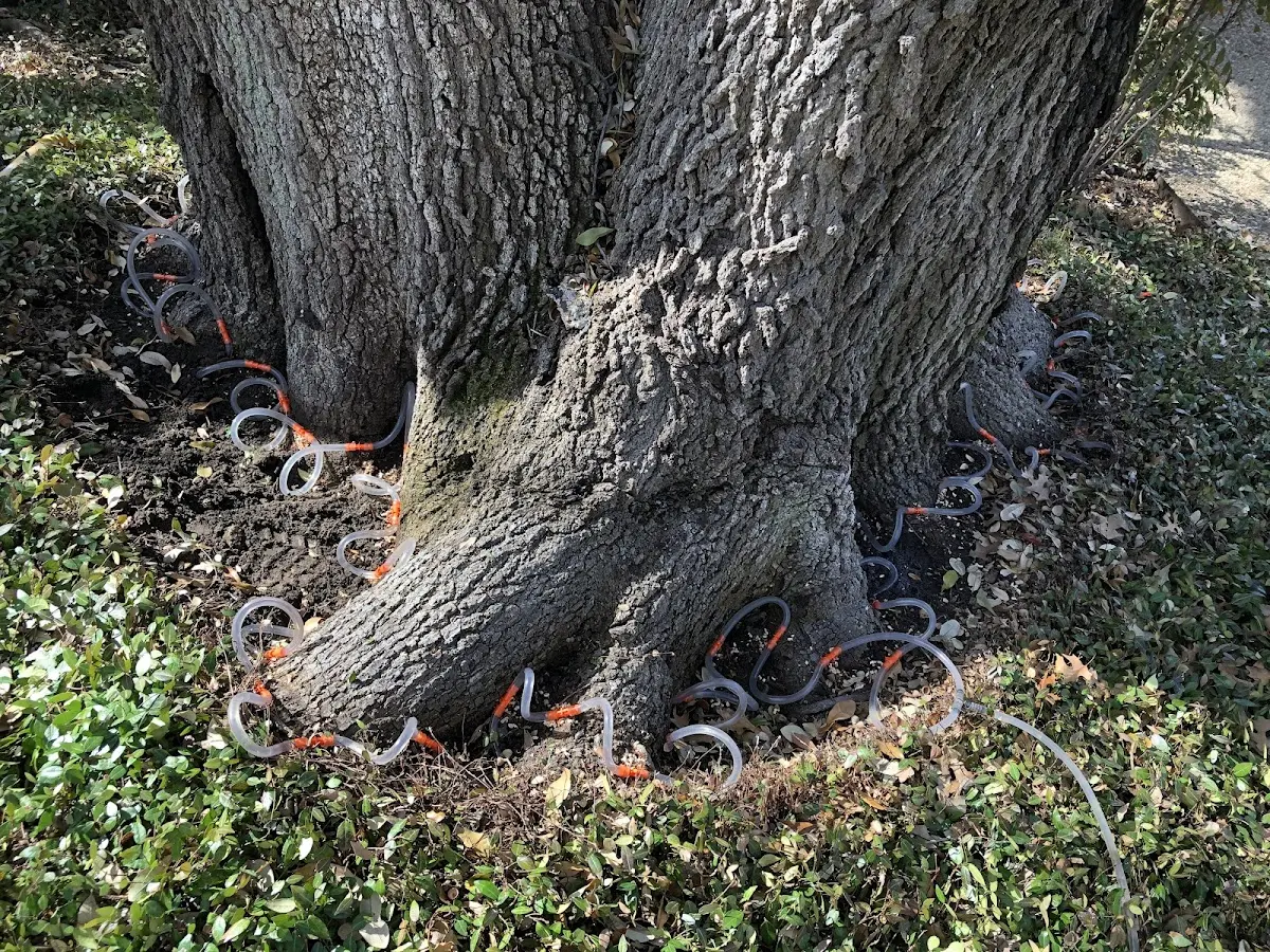 Detailed Tree Cabling and Bracing job site in Ketchum