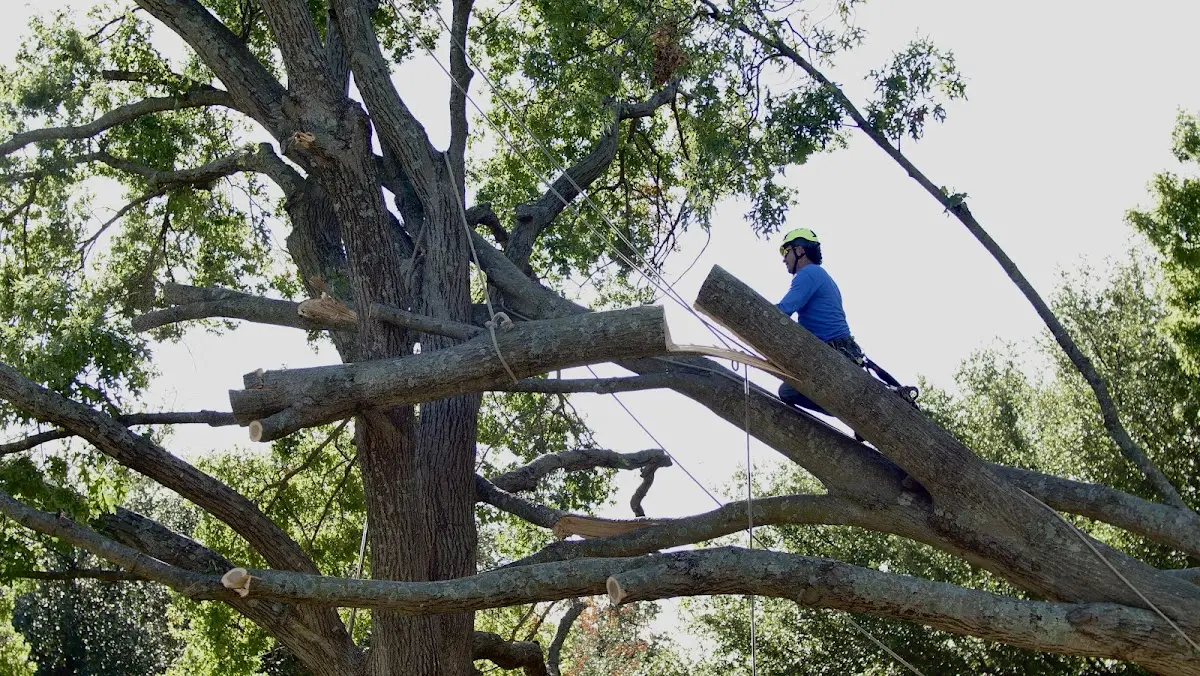 Professional Crown Thinning performed by certified arborists in Ketchum
