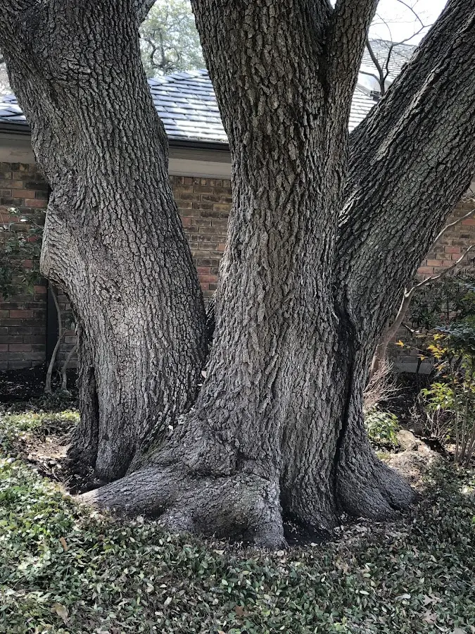 Mature heritage tree close to a Ketchum property cared for by certified arborists